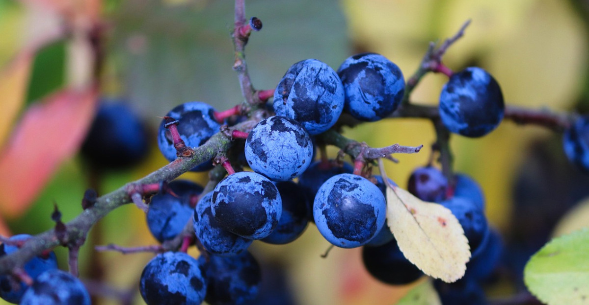 Sloes